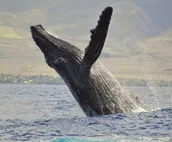 West Maui Welcomes You Back October KA 309 Spacious OceanFront Condo w AC Pool