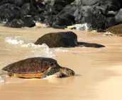 West Maui Welcomes You Back October WHA 859 BeachFront Luxury 1BD w Ocean Views