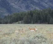 Your Ideal Teton Village Accommodation for Families