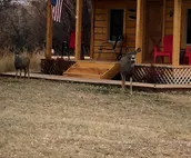 Cabin on the Wind river - now booking for spring & summer