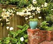 Rose Court Cottage Garden Studio Near C.P.H. & Arcata Plaza