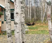 Talkeetna’s Mount Dall Cottage - easy access from Parks Highway, no chores!
