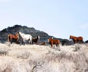 'Roosevelt Suite' < 1 Mi to Teddy Roosevelt Park!