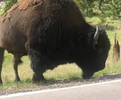 Experience The Black Hills