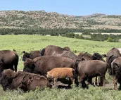 5 Cabins at The Lazy Buffalo, Sleeps 16 Wichita Mountains Cache Lawton Fort Sill