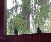Stellar Blue Chalet - Sleeps 6+. Pets on approval.  Near Alyeska Ski Resort