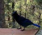 Stellar Blue Chalet - Sleeps 6+. Pets on approval.  Near Alyeska Ski Resort