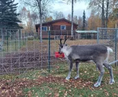 The Reindeer Grove: Large Groups, Families, Retreats!
