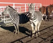 Enjoy a Stay at a Horse Motel in York, NE