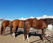 Enjoy a Stay at a Horse Motel in York, NE