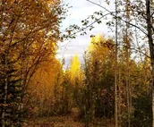 Chez Benz Cabin near Harding Lake State Recreation Area.