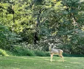 Lakeside Log Cabin
Wedding Venue • Hunting • Fishing