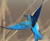 Elk Haven Vacation Cabins, Custer SD, The Blue Bird's Nest
