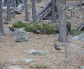 Elk Haven Vacation Cabins, Custer SD, The Blue Bird's Nest