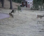 Elk Haven Vacation Cabins, Custer SD, The Blue Bird's Nest