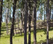 Elk Haven Vacation Cabins, Custer SD, The Blue Bird's Nest