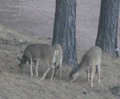 Elk Haven Vacation Cabins, Custer SD, The Blue Bird's Nest