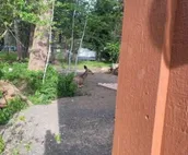 Longhorn Hideaway: Pet Friendly, Near Ponderosa Park, Quiet Wooded Neighborhood