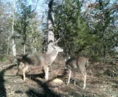 Hidden cabin on private FORTY ACRE woods with 3 bedrooms, near beach and marina!