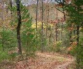 Amazing Lake Front Property!!! 3 BR cabin on 30 serene acres on Lake Tenkiller