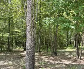 Bent Tree Cabin, on Private 12.5 Acres + Hot Tub