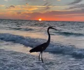 Pristine Anna Maria Island Beachfront Condo