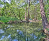 Cypress Creek House | Bright 3/2 on the creek and minutes from downtown!