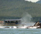 Raw Gold - Affordable, Near Mendenhall Glacier, Trails, and Conveniences - DI...