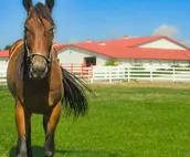 Kountry Lane Stables ~ Hot Tub-Outdoor TV~Horses