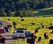 Peaceful & Family-friendly Cabin Near Custer with Wildlife