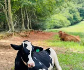 Spacious, Wooded views near HELEN and Dahlonega