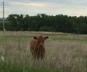 Branded 5 Stable-Farm Stay- Camper/RV-Pet friendly