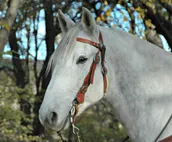 Branded 5 Bunkhouse Farm & Kennel, no cleaning fee