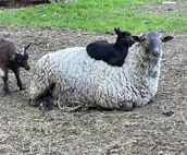 Come and get your goat on!