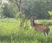 See Sandhill Cranes from our cabin on the Platte