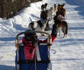 Charming Forest Cabin -sled dogs