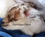 Fairhope Farm Stay