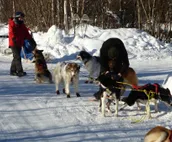 Charming Forest Cabin -sled dogs