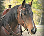 Branded 5 Stable-Farm Stay- Camper/RV-Pet friendly