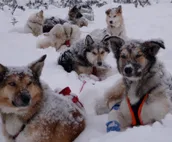 Charming Forest Cabin -sled dogs