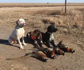 Branded 5 Stable-Farm Stay- Camper/RV-Pet friendly