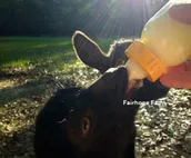 Fairhope Farm Stay