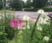 Walking distance to ND: Convenient and Affordable