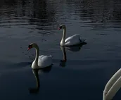 Lake Level Memory Maker