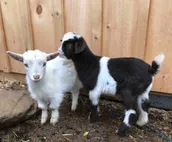 Come and get your goat on!