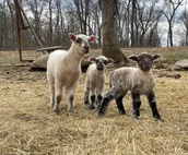 Come and get your goat on!