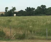 Prairie Light