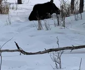 Moose Cabin