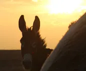 Branded 5 Stable-Farm Stay- Camper/RV-Pet friendly
