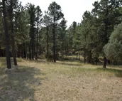Walking Bull Ranch-40 Forested Acres, 1 Bunkhouse